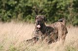 FILA BRASILEIRO 128